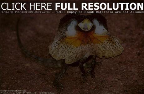  Frilled Neck Lizard