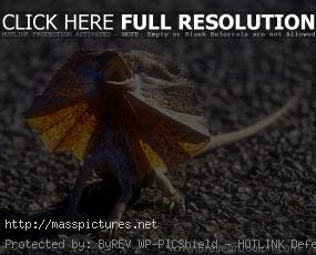  Frilled Neck Lizard