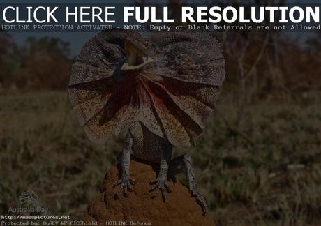  Frilled Neck Lizard