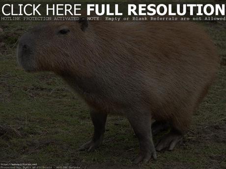 Capybara