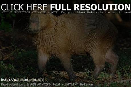 Capybara