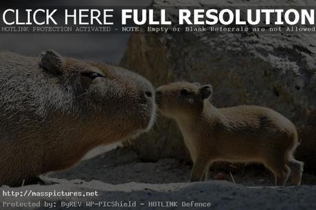 Capybara