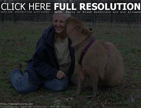 Capybara