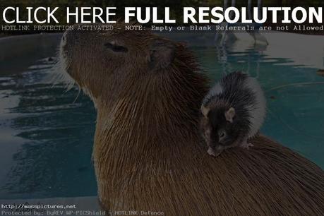 Capybara