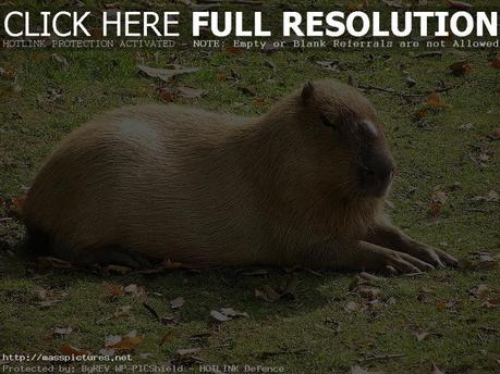 Capybara