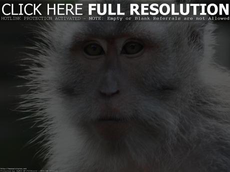 Macaque