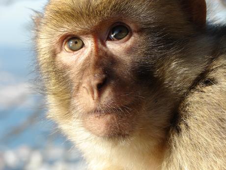 Macaque