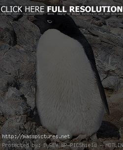 Adelie PenguinPaul