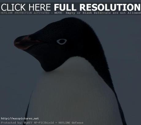 Adelie PenguinPaul