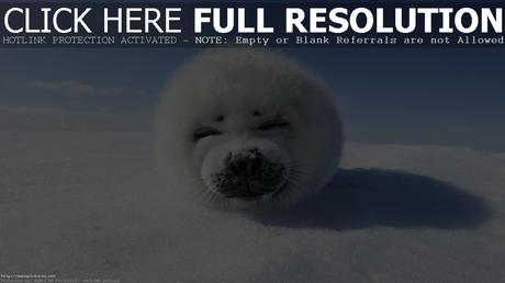 harp seal