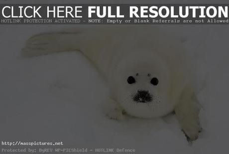 harp seal