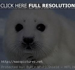 harp seal