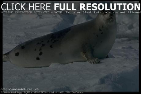 harp seal