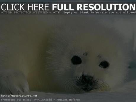 harp seal