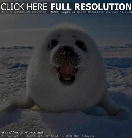 harp seal