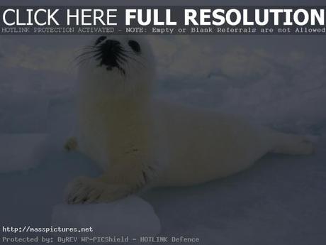 harp seal