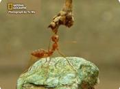 Processing Information Ants More Efficiently Than Google