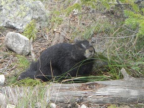 Grand Teton National Park marmot