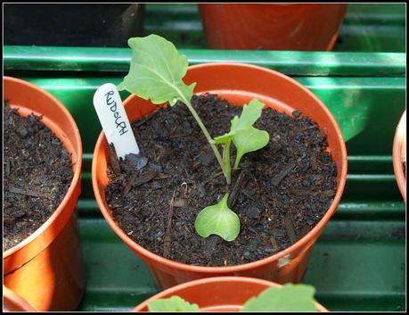 Purple Sprouting Broccoli