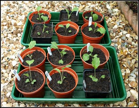 Purple Sprouting Broccoli