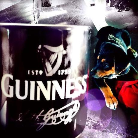 Meet Guinness