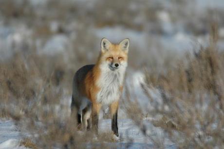 Fox Pulls Trigger, Shoots Hunter in Leg dsc_0252