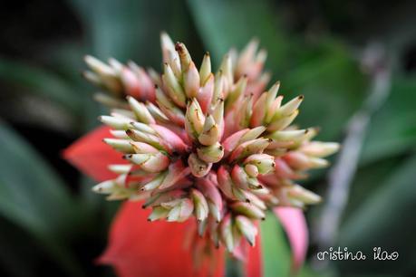 Photoblog: Queen Elizabeth II Botanic Park