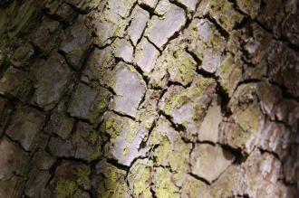 Pyrus amygdaliformis Bark (19/04/2014, Kew Gardens, London)