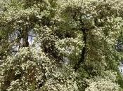 Pyrus Amygdaliformis