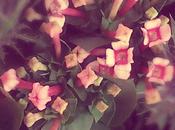 Bouvardia Flower Facts