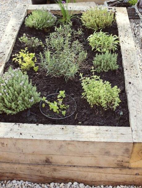 herb bed