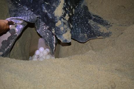 Close of of Turtle Egg Clutch