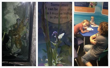 Review: Sea Life Centre, Great Yarmouth