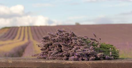 Lavender Flowers And Fields