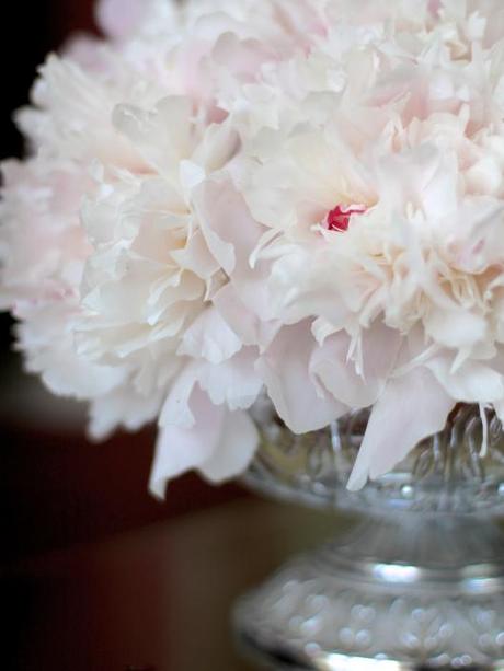 Peony Duchess de Nemours