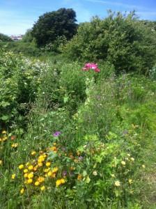 Wild Flower Meadow - Lodmoor