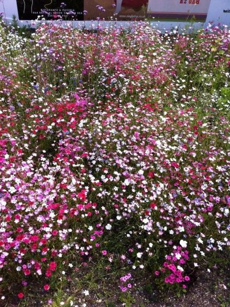 pink and yellow annuals in bloom at Olympic Park