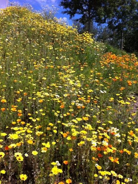 orange and yellow flowers in full bloom in June 2014 at Olympic Park London