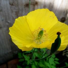 Summer Flowers