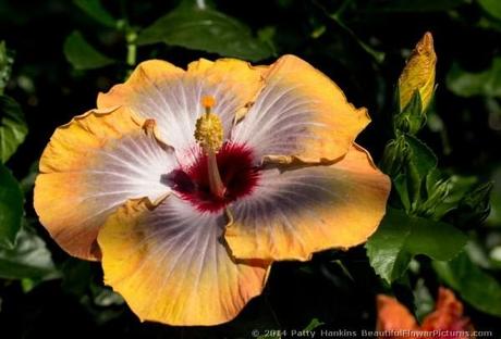 Fifth Dimension Hibiscus © 2014 Patty Hankins