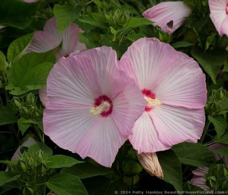 Disco Ball Pink Hibiscus © 2014 Patty Hankins