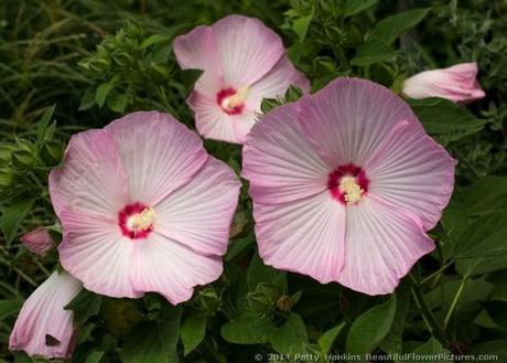 Disco Ball Pink Hibiscus © 2014 Patty Hankins