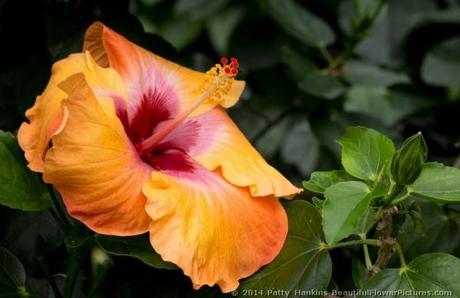 Jason Hibiscus © 2014 Patty Hankins 