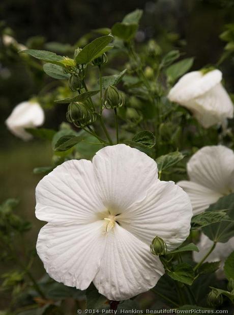 Blue River Hibiscus © 2014 Patty Hankins