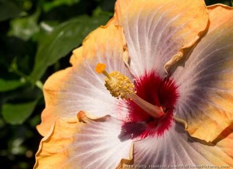 Fifth Dimension Hibiscus © 2014 Patty Hankins