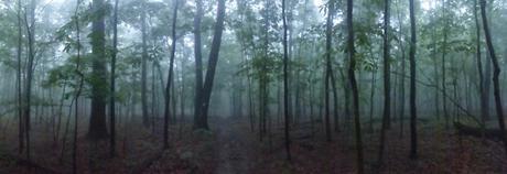 Day 54: HALFWAY On A Humid Day