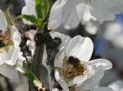 Bees More Important Than Fertilizer