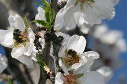 Bees can be more important than fertilizer
