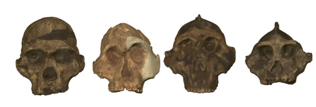 On the left is Australopithecus, 