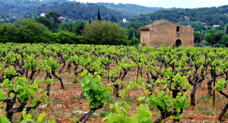 French living, provence, corey amaro photography Vineyards in Provence